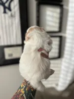 Stella, a female Shih Tzu for sale in Gilbert, AZ – Photo 3 of 7