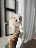 Stella, a female Shih Tzu for sale in Gilbert, AZ – Photo 5 of 7