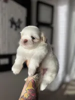 Stella, a female Shih Tzu for sale in Gilbert, AZ – Photo 7 of 7