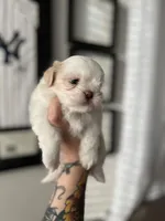 Stella, a female Shih Tzu for sale in Gilbert, AZ – Photo 4 of 7