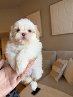Zhen, a male Shih Tzu for sale in Gilbert, AZ – 3 of 3
