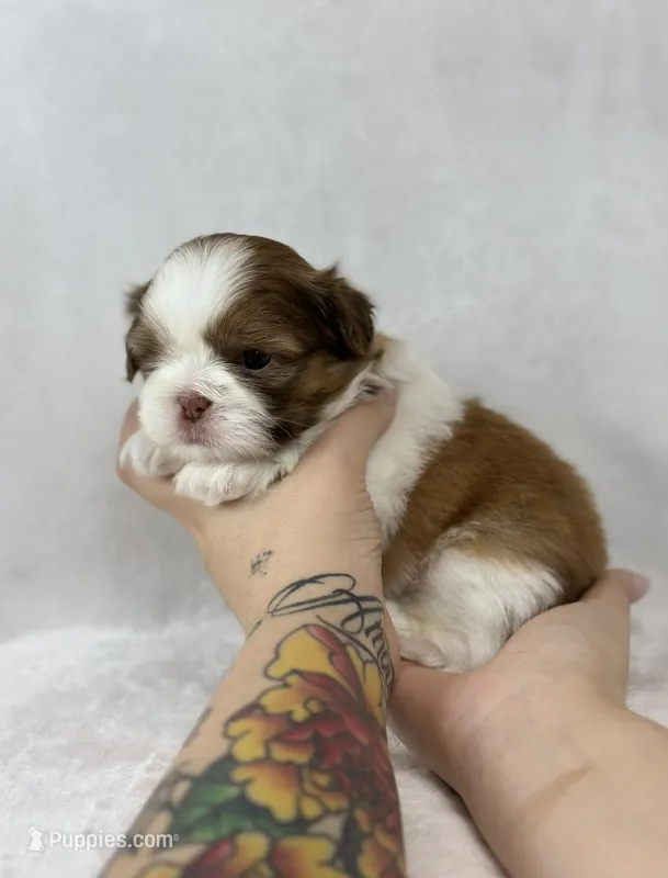 Zhi – Shih Tzu puppy for sale in Gilbert, AZ