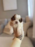 Zhi, a male Shih Tzu for sale in Gilbert, AZ – 3 of 4