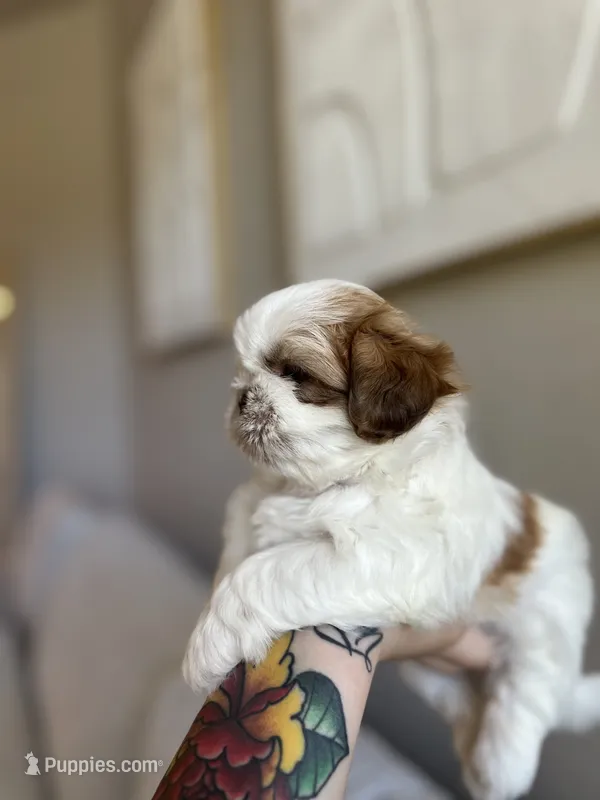 Mao – Shih Tzu puppy for sale in Gilbert, AZ
