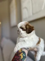 Mao, a male Shih Tzu for sale in Gilbert, AZ – 3 of 3