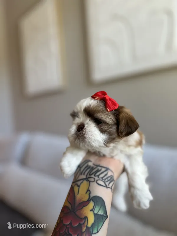 Lin – Shih Tzu puppy for sale in Gilbert, AZ