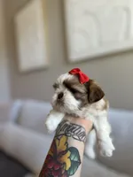 Lin, a female Shih Tzu for sale in Gilbert, AZ – 1 of 3
