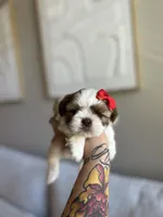 Lin, a female Shih Tzu for sale in Gilbert, AZ – 2 of 3