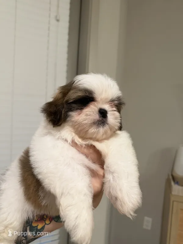Lei – Shih Tzu puppy for sale in Gilbert, AZ