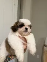 Lei, a male Shih Tzu for sale in Gilbert, AZ – 5 of 5