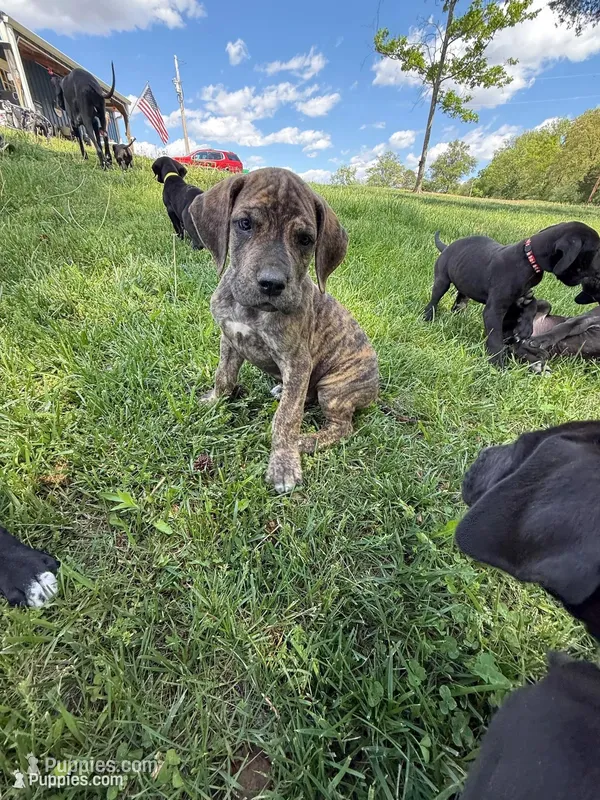 Clover (AKC) – Great Dane puppy for sale in Norris City, IL