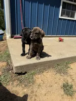 Clover (AKC), a male Great Dane for sale in Norris City, IL – Photo 6 of 6