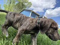 Clover (AKC), a male Great Dane for sale in Norris City, IL – Photo 4 of 6