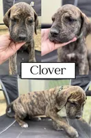 Clover (AKC), a male Great Dane for sale in Norris City, IL – Photo 3 of 6