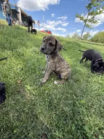 Clover (AKC), a male Great Dane for sale in Norris City, IL – Photo 2 of 6