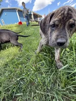 Clover (AKC), a male Great Dane for sale in Norris City, IL – Photo 5 of 6