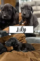 Lily (AKC), a female Great Dane for sale in Norris City, IL – Photo 6 of 6