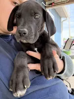 Lily (AKC), a female Great Dane for sale in Norris City, IL – Photo 5 of 6