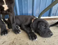 Lily (AKC), a female Great Dane for sale in Norris City, IL – Photo 2 of 6