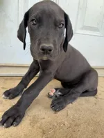 Lily (AKC), a female Great Dane for sale in Norris City, IL – Photo 1 of 6