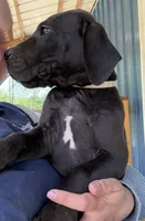 Lily (AKC), a female Great Dane for sale in Norris City, IL – Photo 3 of 6