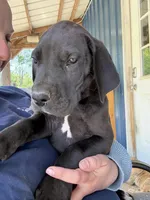 Lily (AKC), a female Great Dane for sale in Norris City, IL – Photo 4 of 6