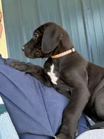 Blossom (AKC), a female Great Dane for sale in Norris City, IL – Photo 2 of 8