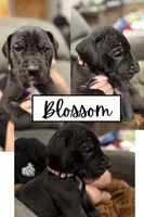Blossom (AKC), a female Great Dane for sale in Norris City, IL – Photo 8 of 8