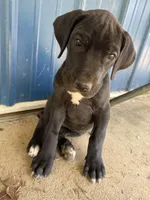 Blossom (AKC), a female Great Dane for sale in Norris City, IL – Photo 4 of 8