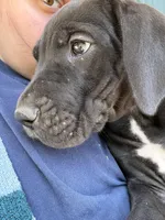 Blossom (AKC), a female Great Dane for sale in Norris City, IL – Photo 5 of 8