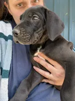 Blossom (AKC), a female Great Dane for sale in Norris City, IL – Photo 3 of 8