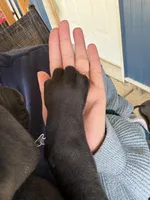 Blossom (AKC), a female Great Dane for sale in Norris City, IL – Photo 7 of 8