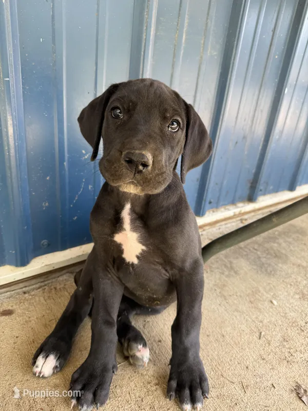 Blossom (AKC) – Great Dane puppy for sale in Norris City, IL
