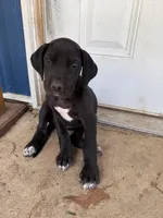 Violet (AKC), a female Great Dane for sale in Norris City, IL – Photo 2 of 8