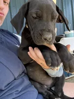 Violet (AKC), a female Great Dane for sale in Norris City, IL – Photo 4 of 8