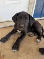 Violet (AKC), a female Great Dane for sale in Norris City, IL – Photo 5 of 8