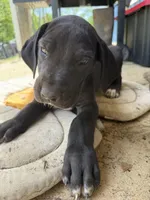 Violet (AKC), a female Great Dane for sale in Norris City, IL – Photo 3 of 8