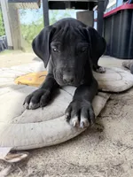 Violet (AKC), a female Great Dane for sale in Norris City, IL – Photo 1 of 8