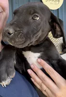 Violet (AKC), a female Great Dane for sale in Norris City, IL – Photo 7 of 8