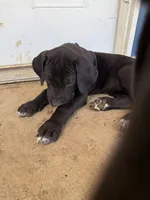 Violet (AKC), a female Great Dane for sale in Norris City, IL – Photo 6 of 8