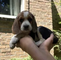 Green Collar, a female Beagle for sale in Indianapolis, IN – 2 of 4