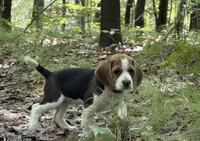 Green Collar, a female Beagle for sale in Indianapolis, IN – 4 of 4
