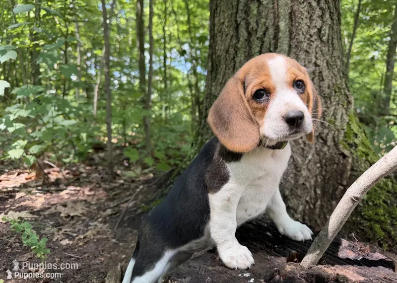 Green Collar – Beagle puppy for sale in Indianapolis, IN