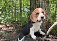 Green Collar, a female Beagle for sale in Indianapolis, IN – 1 of 4