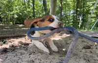 Green Collar, a female Beagle for sale in Indianapolis, IN – 3 of 4