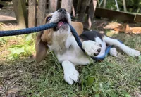 Grey Collar, a male Beagle for sale in Indianapolis, IN – 2 of 4