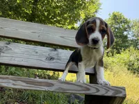 Grey Collar, a male Beagle for sale in Indianapolis, IN – 3 of 4