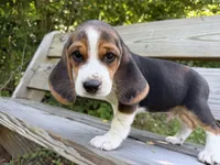 Grey Collar, a male Beagle for sale in Indianapolis, IN – 4 of 4