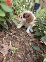 Missy, a female Cavalier King Charles Spaniel for sale in Yantis, TX – Photo 7 of 9