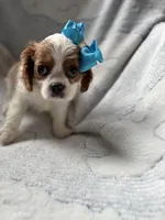 Missy, a female Cavalier King Charles Spaniel for sale in Yantis, TX – Photo 6 of 9